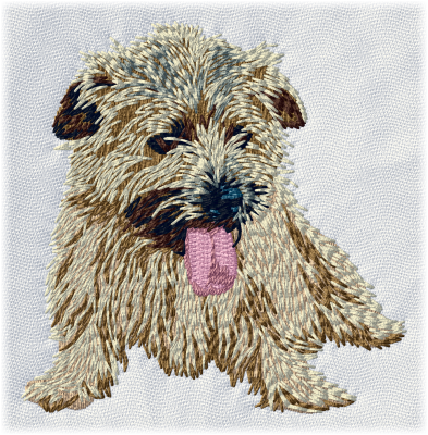 Norfolk Terrier