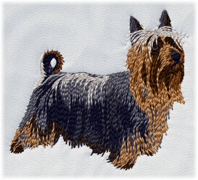 Australian Silky Terrier