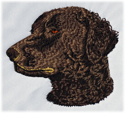 Curly Coated Retriever