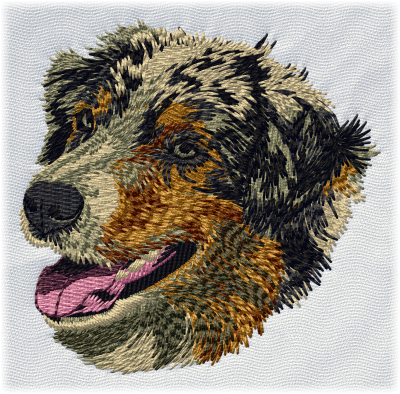 Australian Shepherd