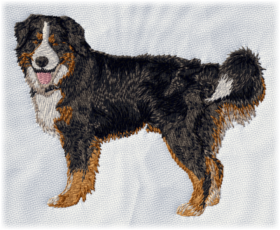 Bernese Mountain Dog