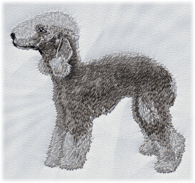 Bedlington Terrier