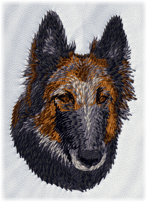 Belgian Shepherd