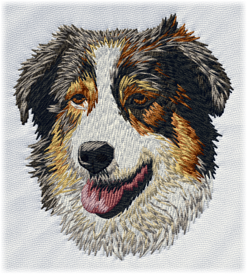 Australian Shepherd