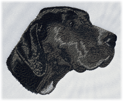 German Shorthaired Pointer