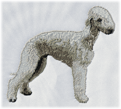 Bedlington Terrier