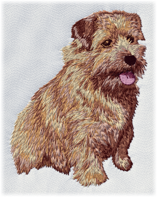 Norfolk Terrier