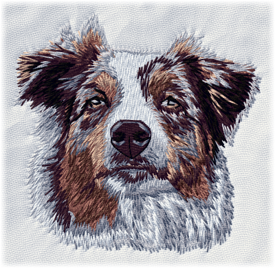 Australian Shepherd