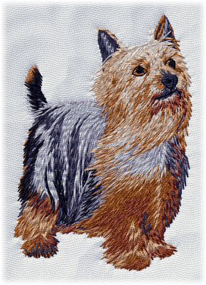 Australian Silky Terrier