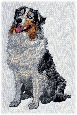 Australian Shepherd