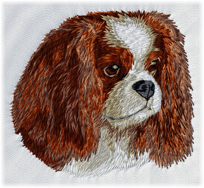 Cavalier King Charles Spaniel