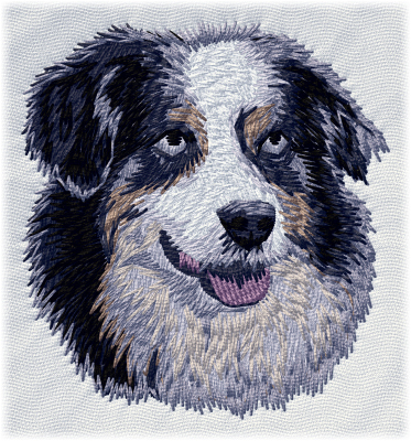 Australian Shepherd