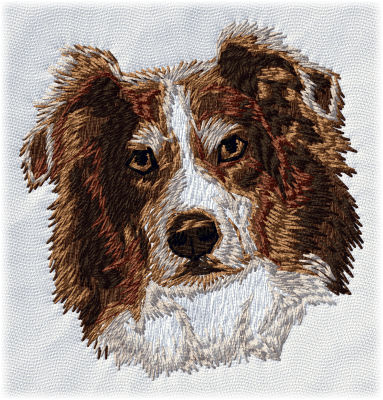 Australian Shepherd