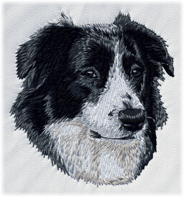 Australian Shepherd