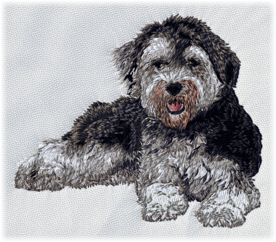 Havanese