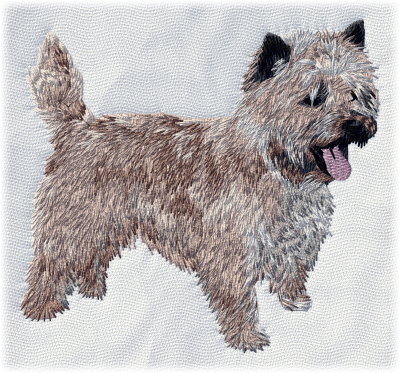 Cairn Terrier