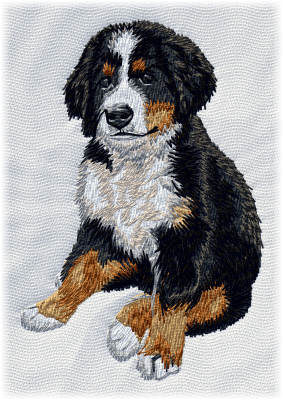 Bernese Mountain Dog