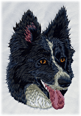 Border Collie