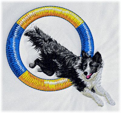 Border Collie