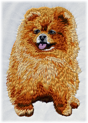 Pomeranian