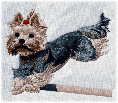 Yorkshire Terrier