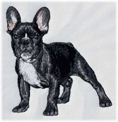 French Bulldog