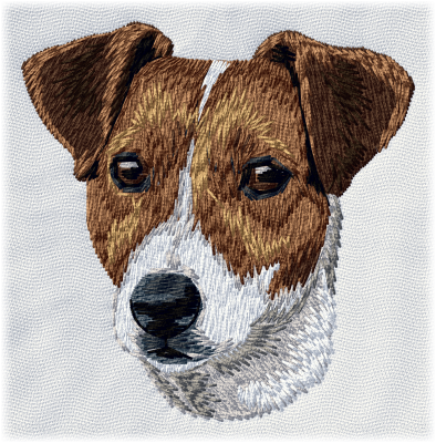 Jack Russel Terrier