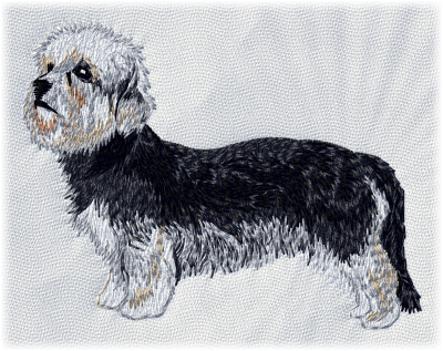 Dandie Dinmont Terrier