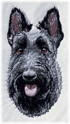 Scottish Terrier