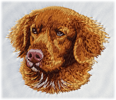 Nova Scotia Duck Tolling Retriever