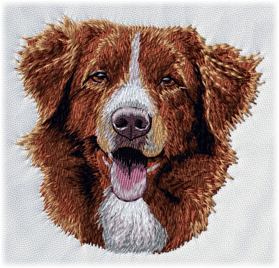 Nova Scotia Duck Tolling Retriever