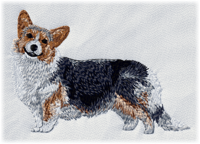 Pembroke Welsh Corgi