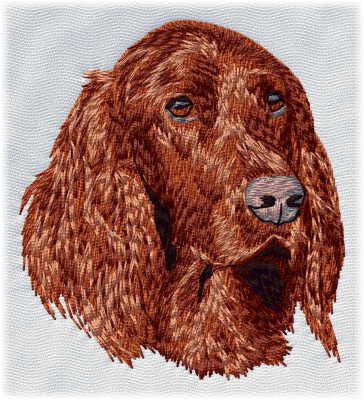 Irish Red Setter