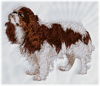 King Charles Spaniel