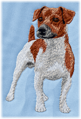 Jack Russel Terrier