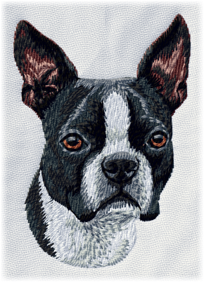 Boston Terrier