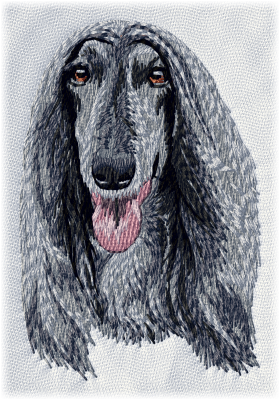 Afghan Hound