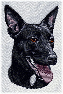 Australian Kelpie