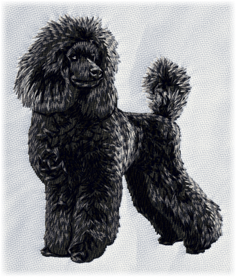 Poodle