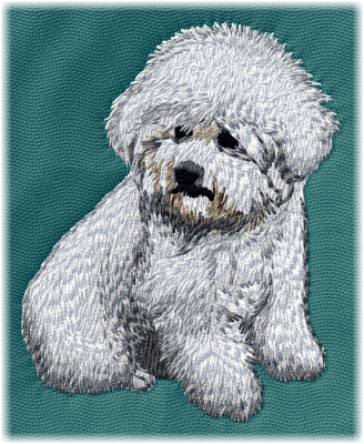 Bichon Frise