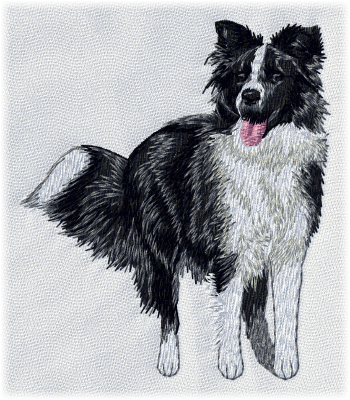 Border Collie