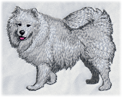 Samoyed