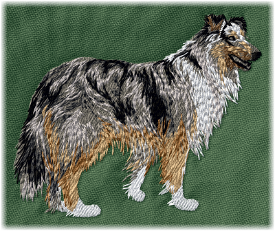 Collie