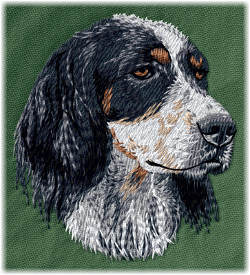 English Setter