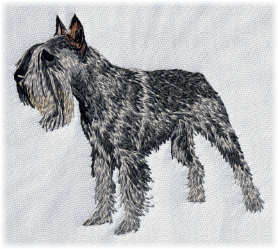 Schnauzer