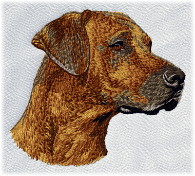 Rhodesian Ridgeback