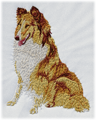 Collie