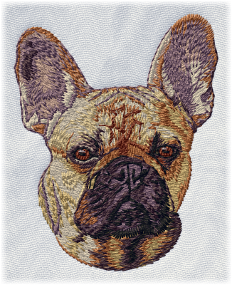 French Bulldog