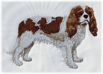 Cavalier King Charles Spaniel