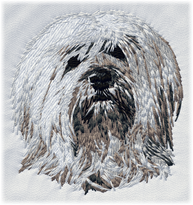 Tibetan Terrier